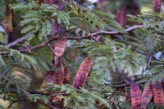 Leucaena esculenta