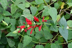 Salvia holwayi