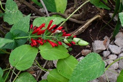 Salvia holwayi