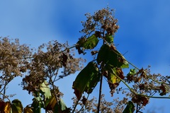 Heliocarpus americanus