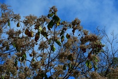 Heliocarpus americanus