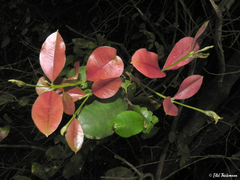Myrceugenia planipes