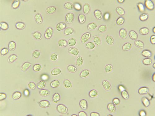 Pacific Golden Chanterelle