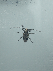 Aegomorphus jaspideus