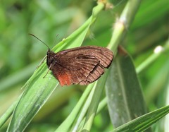 Pedaliodes manis ivica