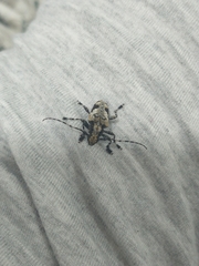 Aegomorphus jaspideus