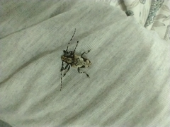 Aegomorphus jaspideus