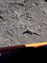 Liolaemus fitzingerii