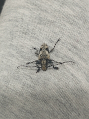 Aegomorphus jaspideus