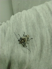 Aegomorphus jaspideus