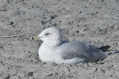 Larus delawarensis