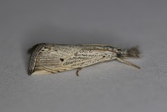 Haimbachia albescens