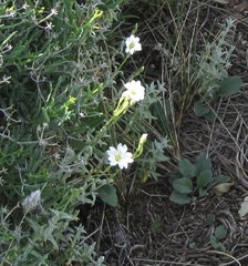 Cerastium gibraltaricum