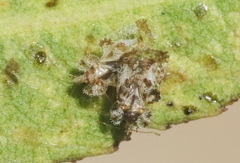 Corythucha sagillata