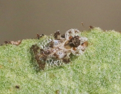 Corythucha sagillata