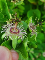 Passiflora jorullensis