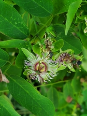 Passiflora jorullensis