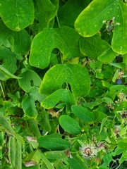 Passiflora jorullensis