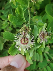Passiflora jorullensis