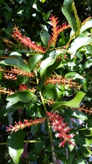 Helixanthera
