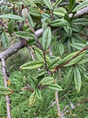 Cotoneaster salicifolius