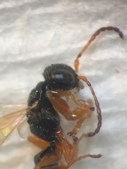 Anteon caledonianum