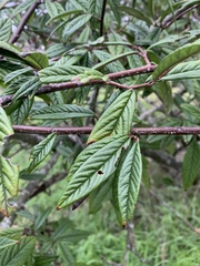 Cotoneaster salicifolius