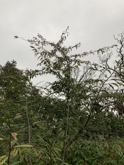 Cotoneaster salicifolius