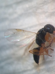 Anteon caledonianum
