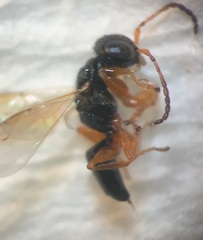 Anteon caledonianum