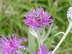 Enoclerus triplagiatus