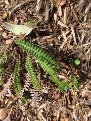 Blechnum penna-marina