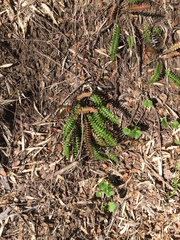 Blechnum penna-marina