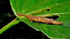 Copiocerinae