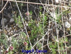 Thymus granatensis