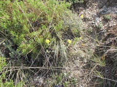 Thymus granatensis