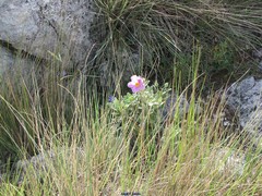 Festuca scariosa