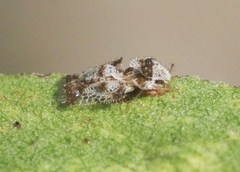 Corythucha sagillata