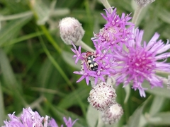 Enoclerus triplagiatus