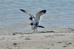 Leucophaeus atricilla