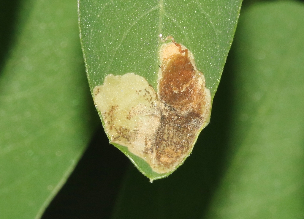 Leucoptera robiniella