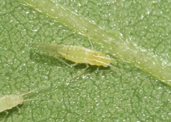 Appendiseta robiniae