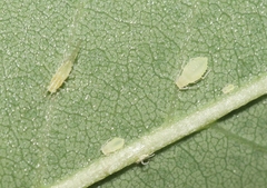 Appendiseta robiniae