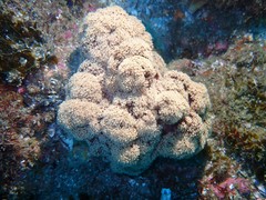 Dendronephthya australis