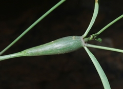 Neolasioptera allioniae