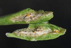 Neolasioptera allioniae