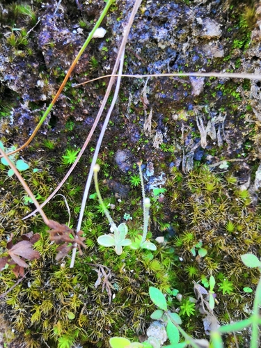 Pinguicula crenatiloba (Pinguicula crenatiloba)
