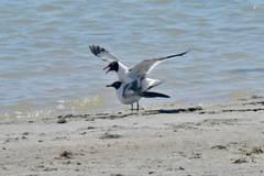 Leucophaeus atricilla