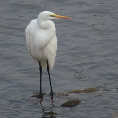 Ardea alba modesta