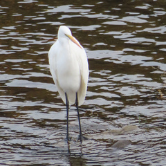 Ardea alba modesta